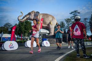 BIB: 
                            <button type="button" onclick="openModal(26541869)" class="btn btn-primary btn-sm float-right btn-popup" data-toggle="modal" data-target=".modal-high-quality">
                        <i class="fas fa-shopping-cart"></i> Add to Cart
                    </button>
                                            <button type="button" onclick="isThisMe(26541869, true)" class="btn btn-success btn-sm float-right btn-popup btn-isme hidden" data-toggle="tooltip" data-placement="bottom" title="นี่คือรูปของคุณใช่ไหม คลิกที่นี่เพื่อเอาเข้าอัลบั้ม">
                        <i class="fas fa-plus"></i> Add to album
                    </button>
                    <button type="button" onclick="isThisMe(26541869, false)" class="btn btn-warning btn-sm float-right btn-popup btn-isnotme hidden">
                        <i class="fas fa-ban"></i> Remove from album
                    </button>